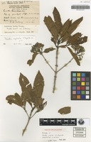 Holotype of Pavetta rupicola S.T.Reynolds [family RUBIACEAE]