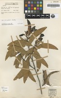 Holotype of Racosperma meiospermum Pedley [family MIMOSACEAE]