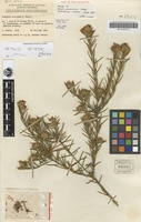 Holotype of Mirbelia confertiflora Pedley [family FABACEAE]