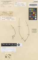 Holotype of Acriopsis nelsoniana F.M.Bailey [family ORCHIDACEAE]