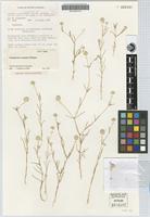 Isotype of Gomphrena connata J.Palmer [family AMARANTHACEAE]