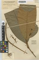 Type of Melanochyla ferruginea Merr. [family ANACARDIACEAE]