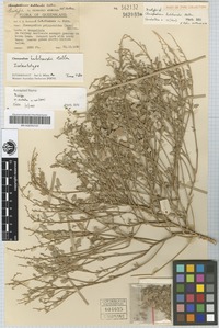 Isotype of Chenopodium hubbardii Aellen [family CHENOPODIACEAE]