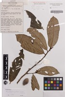 Isotype of Pouteria pullenii Vink [family SAPOTACEAE]