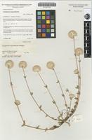 Isotype of Gomphrena magentitepala J.Palmer [family AMARANTHACEAE]