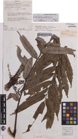 Holotype of Lepiderema hirsuta S.T.Reynolds [family SAPINDACEAE]