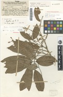 Isotype of Arytera pseudofoveolata H.Turner [family SAPINDACEAE]