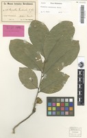 Filed as Harpullia aeruginosa Radlk. [family SAPINDACEAE]
