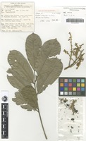 Isotype of Arytera multijuga H.Turner [family SAPINDACEAE]