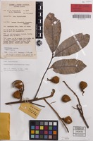 Isotype of Cupaniopsis rhytidocarpa Adema [family SAPINDACEAE]