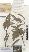Lectotype of Eucalyptus siderophloia Benth. forma decorticans F.M.Bailey [family MYRTACEAE]