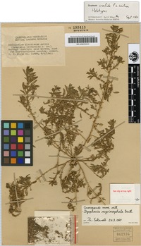 Holotype of Dysphania valida Paul G.Wilson [family CHENOPODIACEAE]