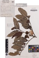 Holotype of Toechima monticola S.T.Reynolds [family SAPINDACEAE]