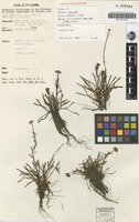 Isotype of Ischnea spathulata Mattf. forma digitata J.Kost. [family ASTERACEAE]