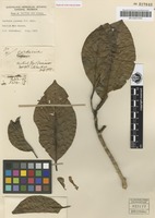 Holotype of Gardenia papuana F.M.Bailey [family RUBIACEAE]