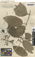 Isotype of Ixora myrsinoides A.C.Sm. [family RUBIACEAE]