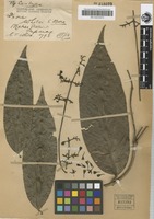 Isotype of Ixora whitei S.Moore [family RUBIACEAE]