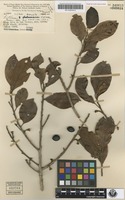Isotype of Litsea crenata C.K.Allen [family LAURACEAE]