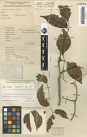 Holotype of Flindersia mazlinii F.M.Bailey [family RUTACEAE]