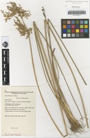 Isotype of Juncus flavidus L.A.S.Johnson [family JUNCACEAE]