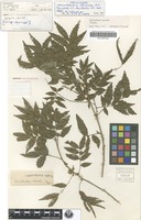 Holotype of Sarcotoechia serrata S.T.Reynolds [family SAPINDACEAE]