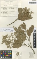 Isotype of Flindersia brassii T.G.Hartley & B.Hyland [family RUTACEAE]