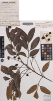 Holotype of Sarcopteryx reticulata S.T.Reynolds [family SAPINDACEAE]