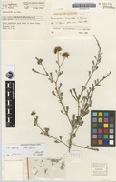 Holotype of Homoranthus tropicus Byrnes [family MYRTACEAE]
