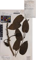 Isotype of Aristolochia goliathiana Michael J.Parsons [family ARISTOLOCHIACEAE]