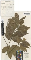 Isotype of Whyanbeelia terrae-reginae Airy Shaw & B.Hyland [family PICRODENDRACEAE]