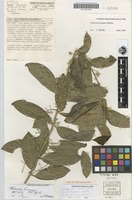Holotype of Palmeria foremanii Whiffin [family MONIMIACEAE]