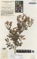 Isotype of Acacia chinchillensis Tindale [family MIMOSACEAE]