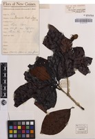 Isotype of Neonauclea brassii S.Moore [family RUBIACEAE]