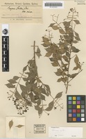 Isotype of Eugenia smithii Poir. var. minor Maiden [family MYRTACEAE]