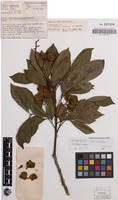 Holotype of Sarcopteryx montana S.T.Reynolds [family SAPINDACEAE]