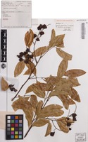 Holotype of Toechima pterocarpum S.T.Reynolds [family SAPINDACEAE]