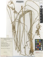 Isotype of Juncus continuus L.A.S.Johnson [family JUNCACEAE]