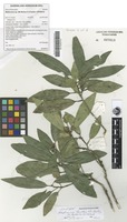 Isotype of Medicosma forsteri T.G.Hartley [family RUTACEAE]