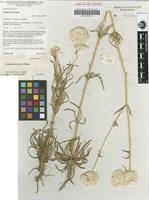 Isotype of Gomphrena rosula J.Palmer [family AMARANTHACEAE]