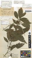 Holotype of Arytera pauciflora S.T.Reynolds [family SAPINDACEAE]