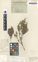 Isolectotype of Synima cordierorum (F.Muell.) Radlk. [family SAPINDACEAE]
