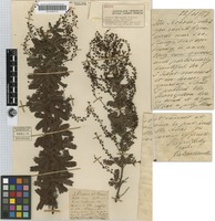Isotype of Acacia baileyana F.Muell. [family MIMOSACEAE]
