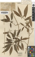 Isotype of Ficus brunnea Merr. [family MORACEAE]