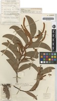 Holotype of Acacia cretata Pedley [family MIMOSACEAE]
