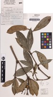 Isotype of Rockinghamia brevipes Airy Shaw [family EUPHORBIACEAE]