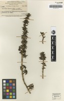 Isotype of Coprosma brassii Merr. & L.M.Perry [family RUBIACEAE]