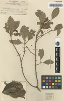 Isotype of Coprosma velutina Fosberg var. typica Fosberg [family RUBIACEAE]