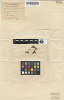 Isotype of Hemichroa mesembryanthema F.Muell. [family AMARANTHACEAE]
