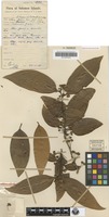 Isotype of Litsea solomonensis C.K.Allen [family LAURACEAE]