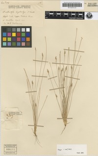 To JSTOR Global Plants (Fimbristylis oxystachya BRI-AQ0341125 isotype 1)